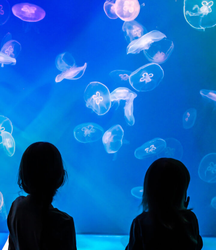 Silhouette of two kids looking at jellyfish in an aquarium