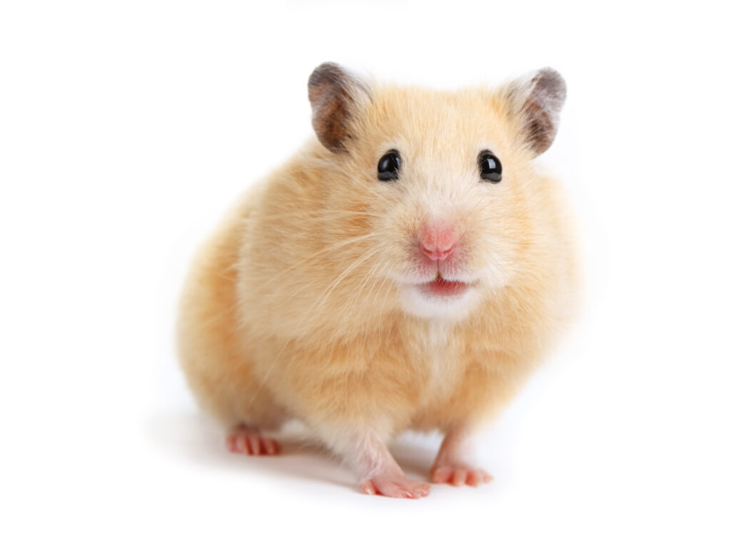 Even blogs about a pet hamster need regular WordPress maintenance.