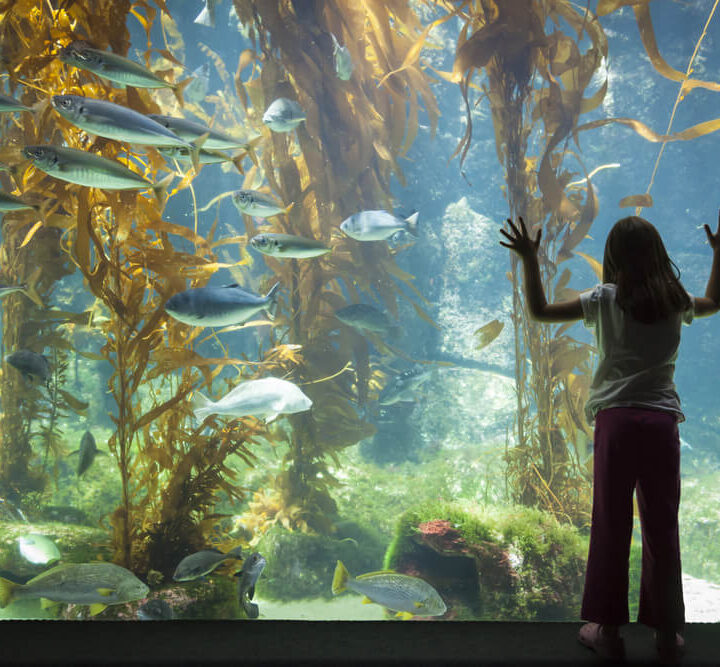 A young girl looks at fish in an aquarium tank